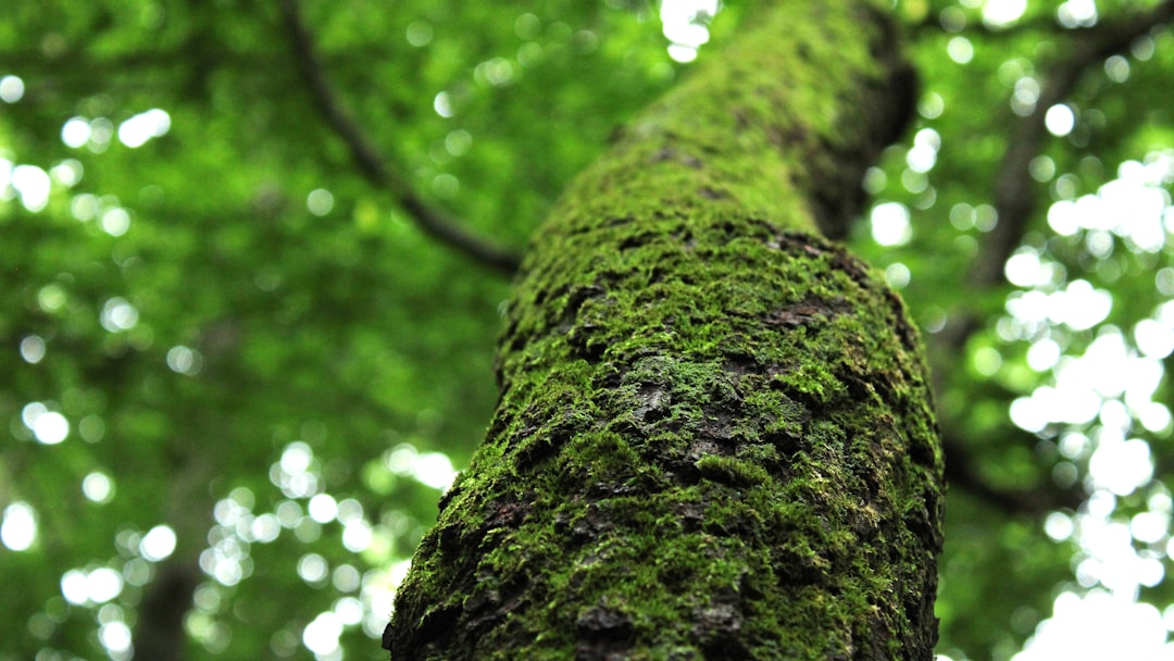 Growing a Lush Christmas Moss Garden